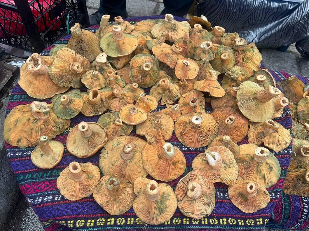 Dağlardan bereket fışkırdı, köylünün yüzü güldü! Kilosu 100 TL'ye kadar düştü 1